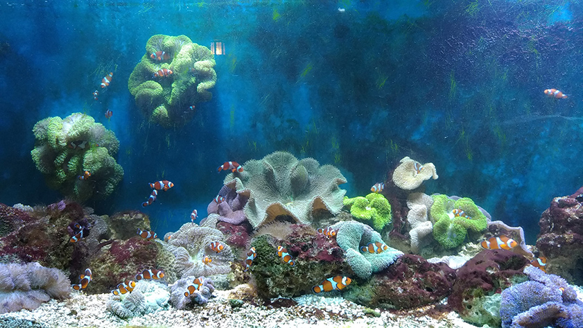 The museum houses a diverse collection of colorful and vibrant marine life