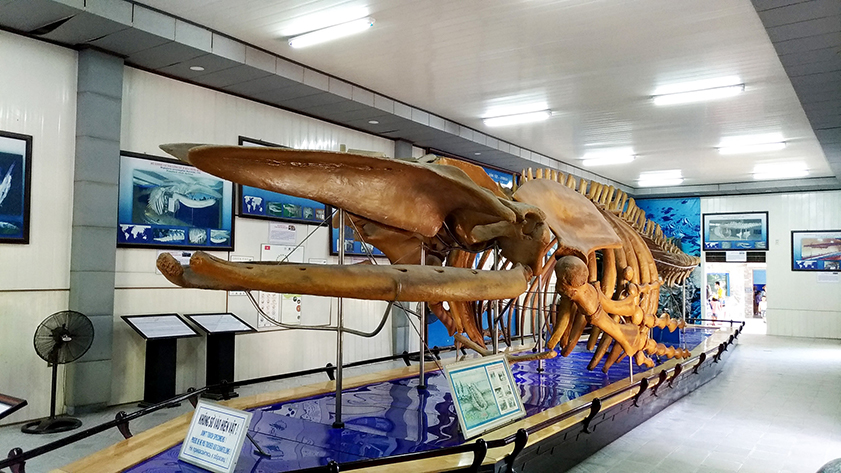 The giant whale skeleton is displayed in a unique way by being suspended in the air at the museum