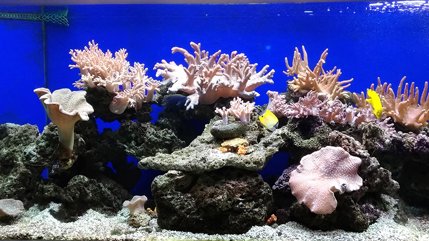 The beautiful coral reefs are well preserved and developed by the Nha Trang Institute of Oceanography