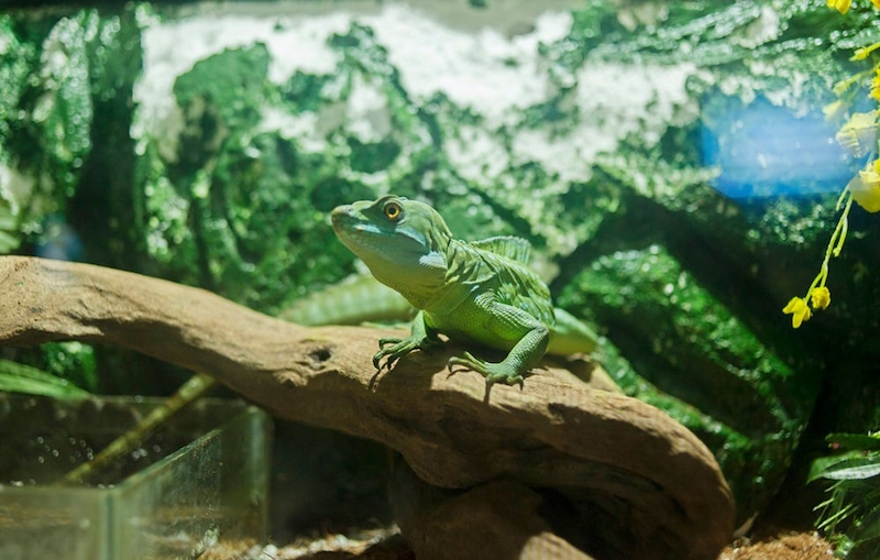 The tropical forest zone