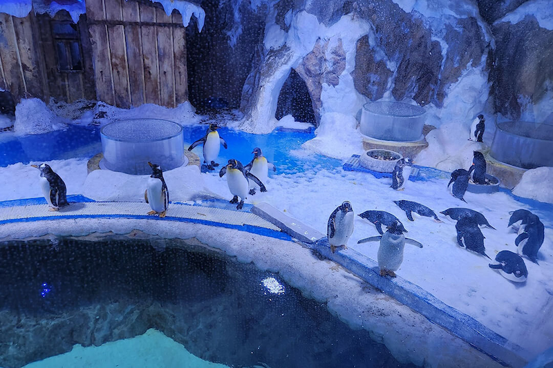 The penguin zone