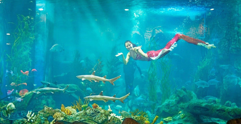 Watch the mesmerizing mermaid show
