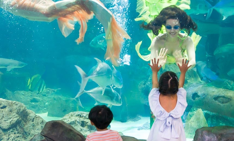 Take photos with marine life displays