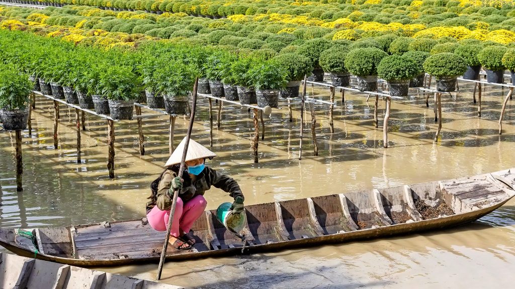 During flood season, farmers use boats to go between flower beds to take care of their plants