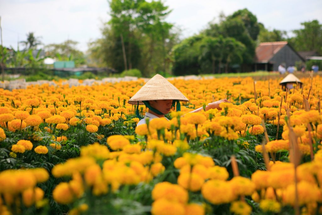 Farmers are preparing flowers for the upcoming big Vietnamese holiday season