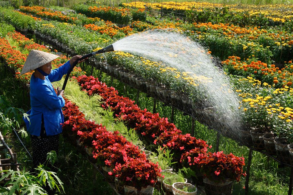 Farmers are watering rows of flowers in the early morning sun