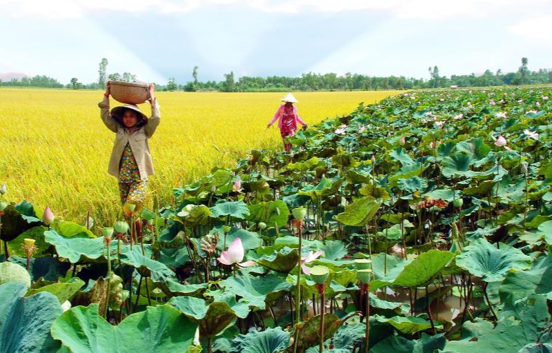 Best things to do in Dong Thap Vietnam