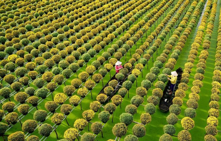 Sa Dec flower village