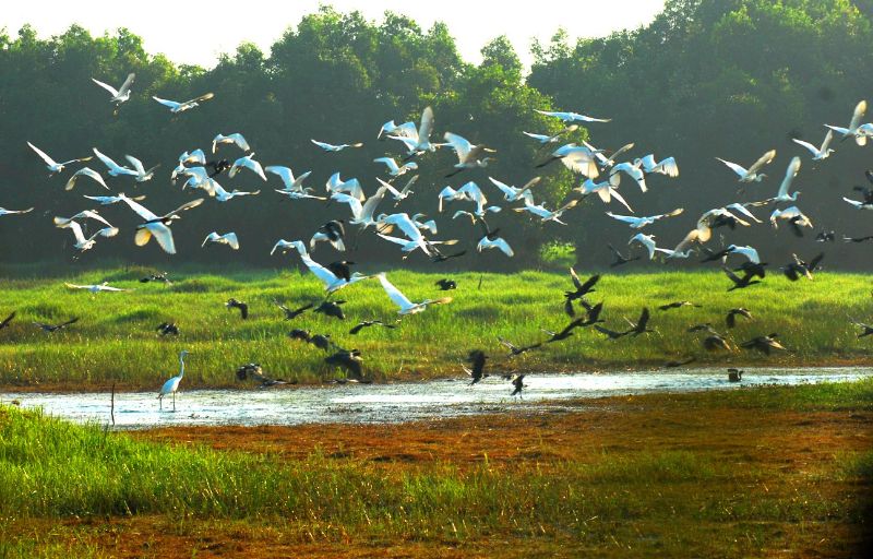 Tram Chim National Park
