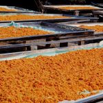 What is shrimp salt in Vietnam