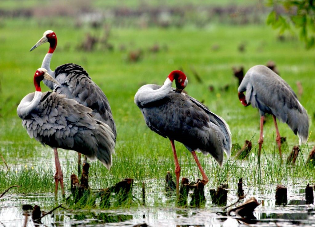 Bird sanctuary in Mekong Delta recognised as national heritage site