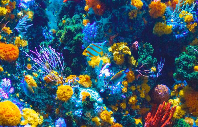 Tips for sea walking in Phu Quoc