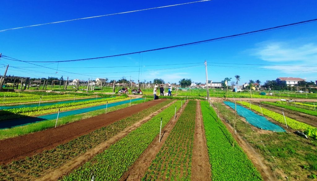 Tra Que vegetable village grows more than 40 different types of vegetables.