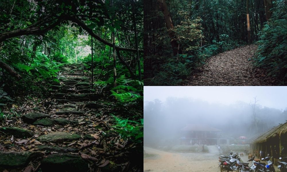Tam Dao National Park is suitable for tourists who enjoy trekking and mountain climbing