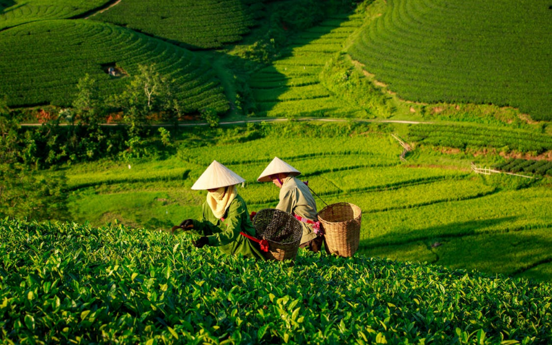 Choose Vietnam if you want landscapes, food and diverse experiences
