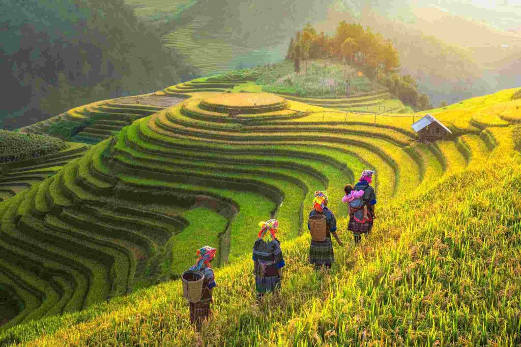 The terraced rice fields of Sapa, Vietnam, stretch like steps to heaven amidst the mountains and forests of Northwest Vietnam