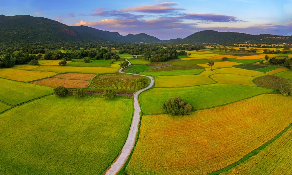While rice is grown throughout Vietnam, the Mekong delta rice fields stand in a league of their own