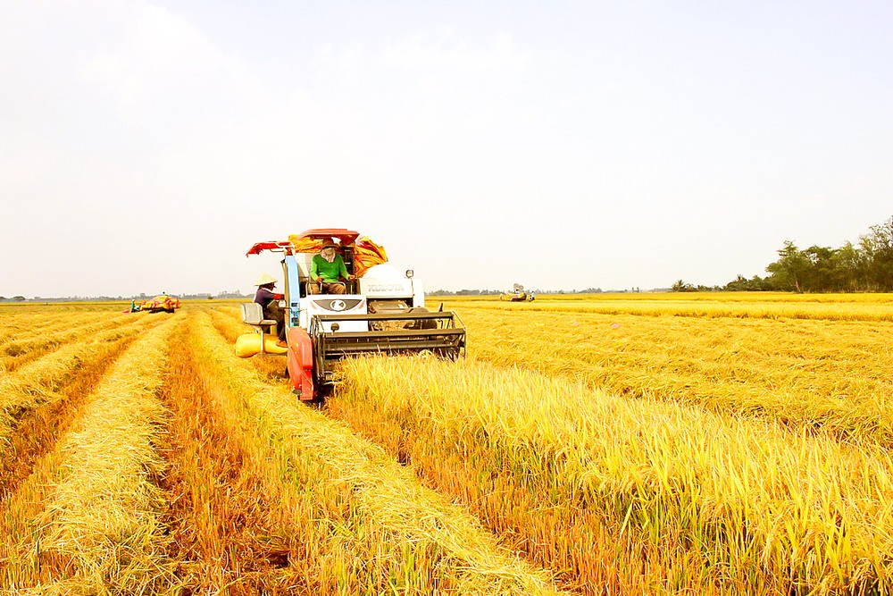 The Mekong Delta runs on a rolling cycle of two to three crops