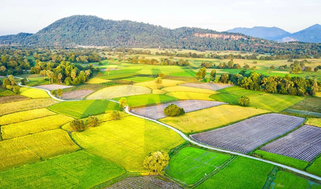 You'll often catch all three stages of Mekong Delta at once: green shoots, golden rice, and silver water in a single frame