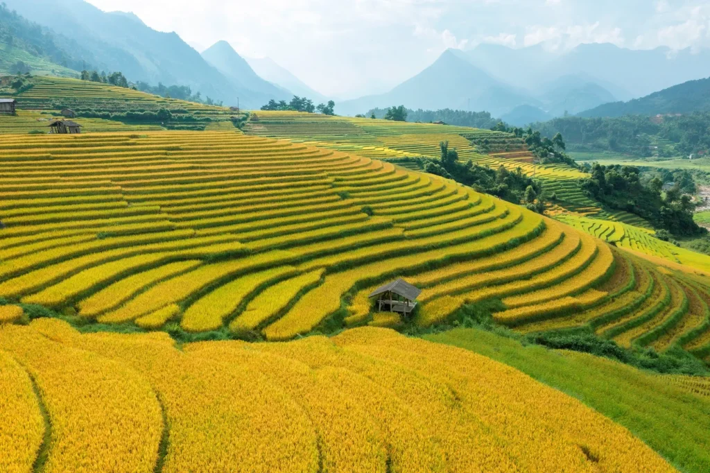 Sapa rice terraces