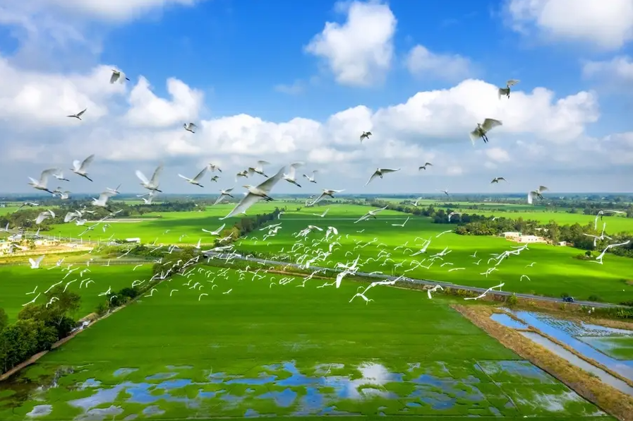 Đồng Tháp - The plain of reeds & Tràm Chim