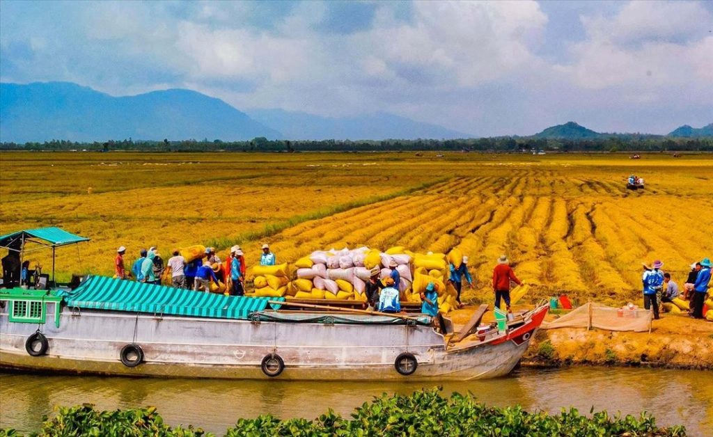 Exploring the Mekong Delta's rice fields is an immersive experience defined entirely by the water that shapes this vibrant