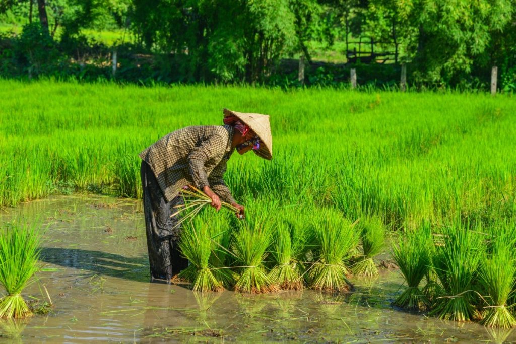 The delta is a vibrant, working landscape inhabited by local farmers dressed in traditional conical hats (nón lá)