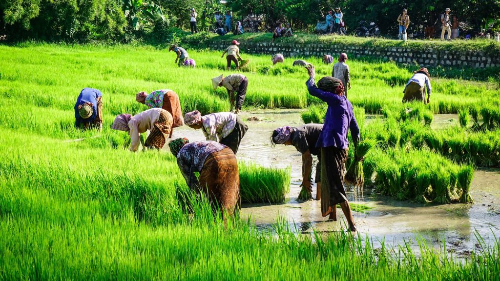 Rice farming is hard, seasonal, weather-dependent work and for generations neighbours have pulled together to manage it