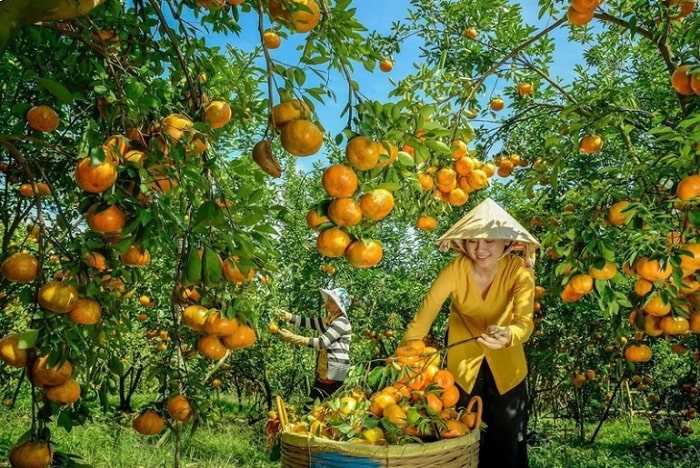 Beyond the rice fields and rivers, the Mekong Delta is one vast tropical garden