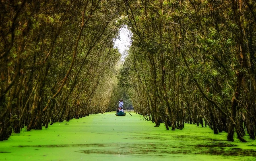 Trà Sư cajuput forest