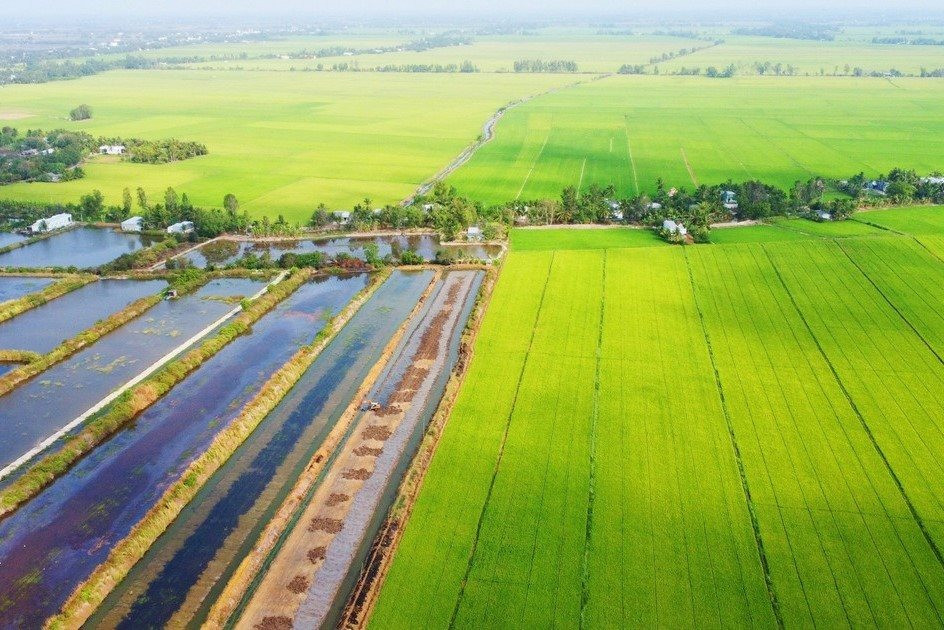 Morning is the best time to see the morning harvest activities and the lush green paddies glistening in the early sun