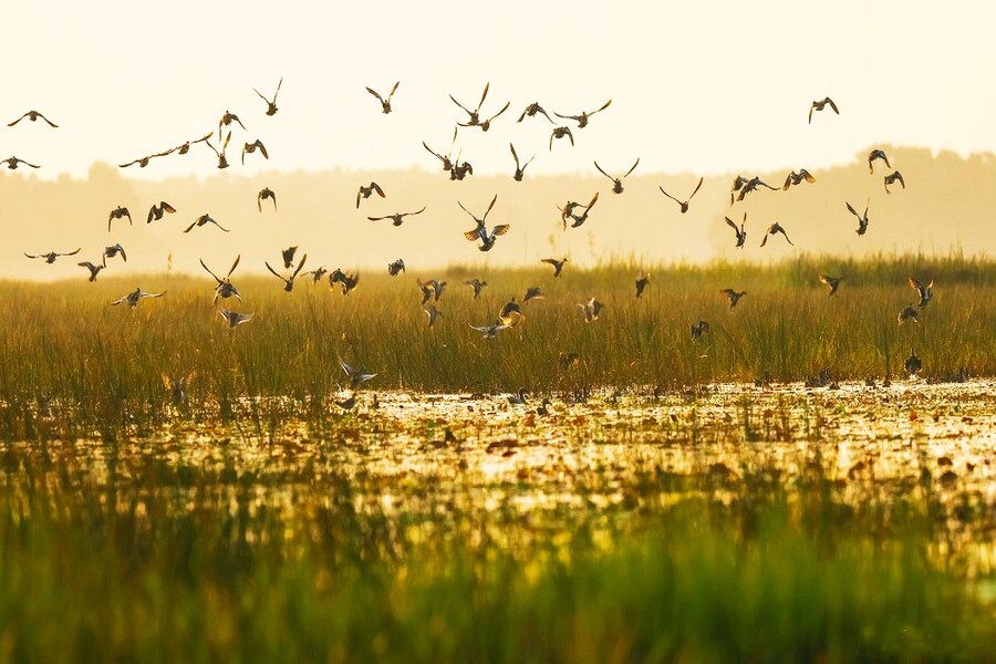 Tràm Chim National Park (Đồng Tháp)
