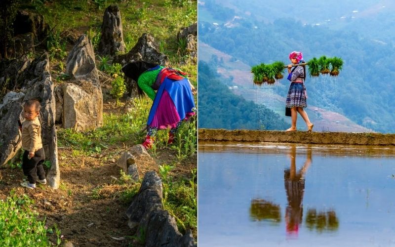 Ha Giang or Sapa - Which Destination Is Right for You