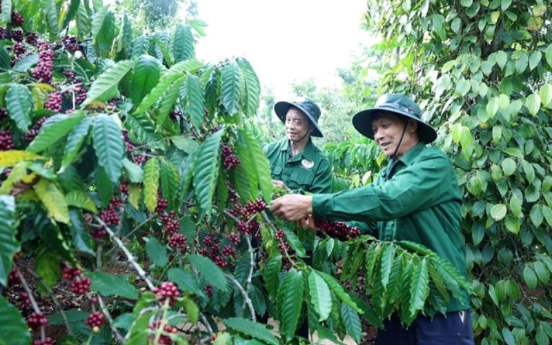 The Highland Coffee Capital in Dak Lak