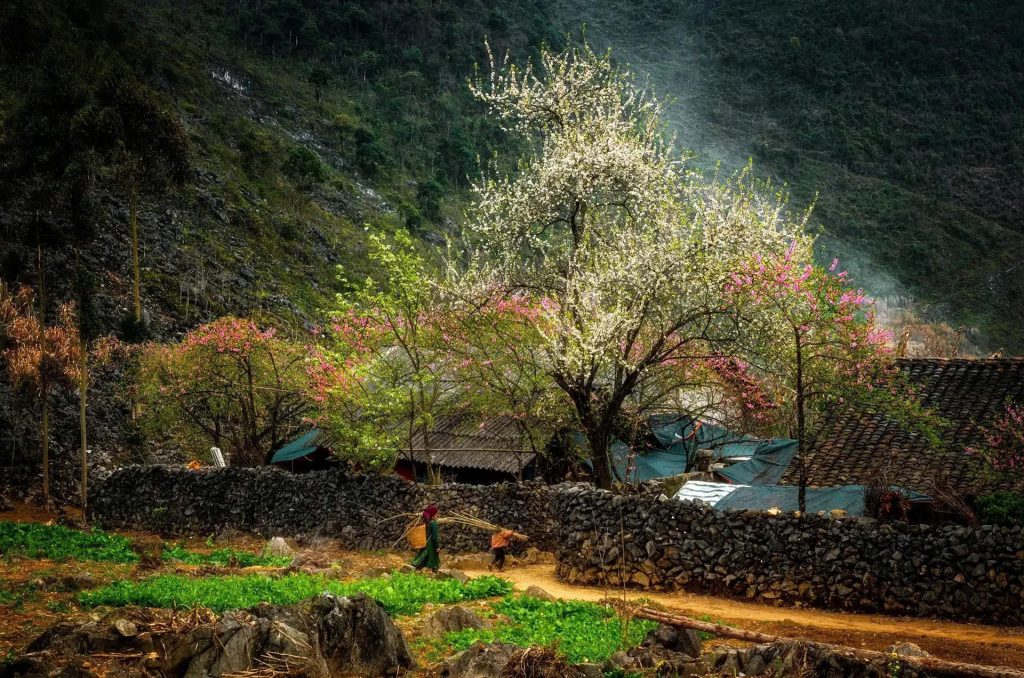 Venture deep into Vietnam's northern mountains to navigate winding passes, explore remote stone plateaus at Ha Giang